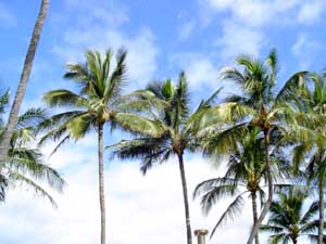 palms