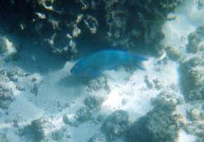 parrot fish