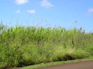 sugar cane