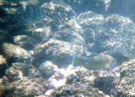 wrasse
