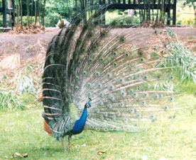 peacock