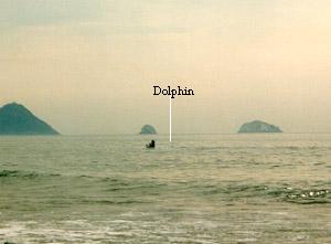 Dolphin siting