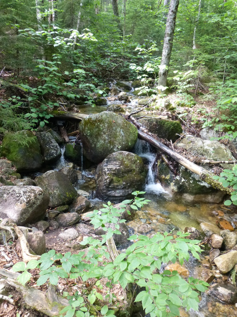 along Arethusa Trail