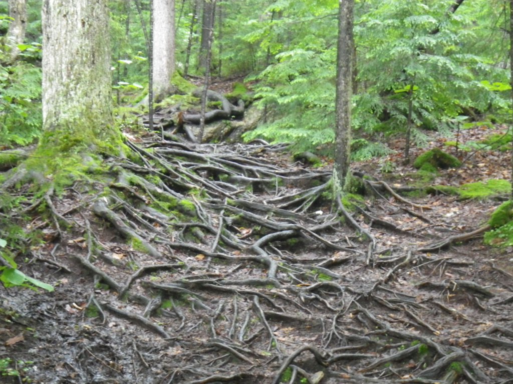 Basin-Cascades trail