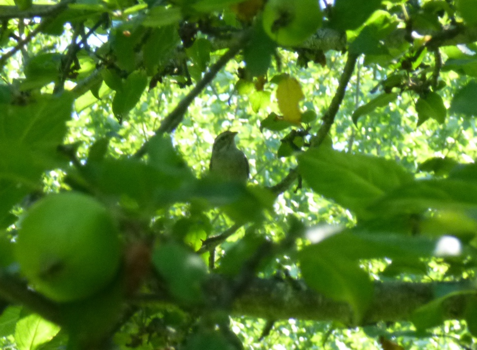bird in tree