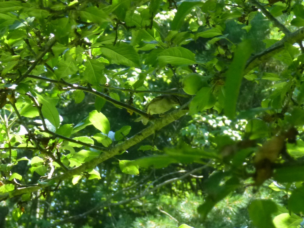 bird in tree