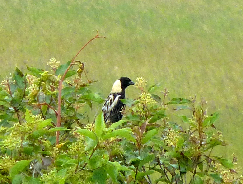 bobolink
