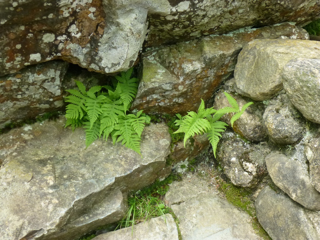 ferns