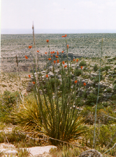 ocatilla