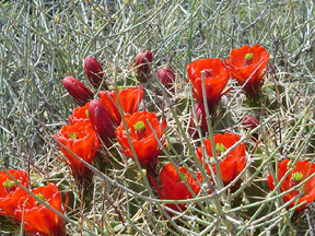 cactus in bloom