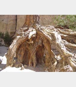 tent rocks tree