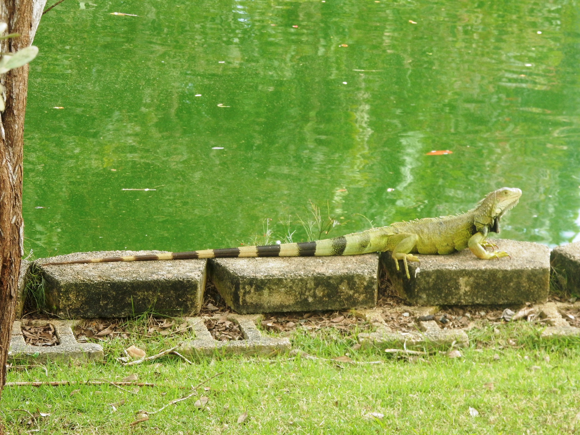 iguana