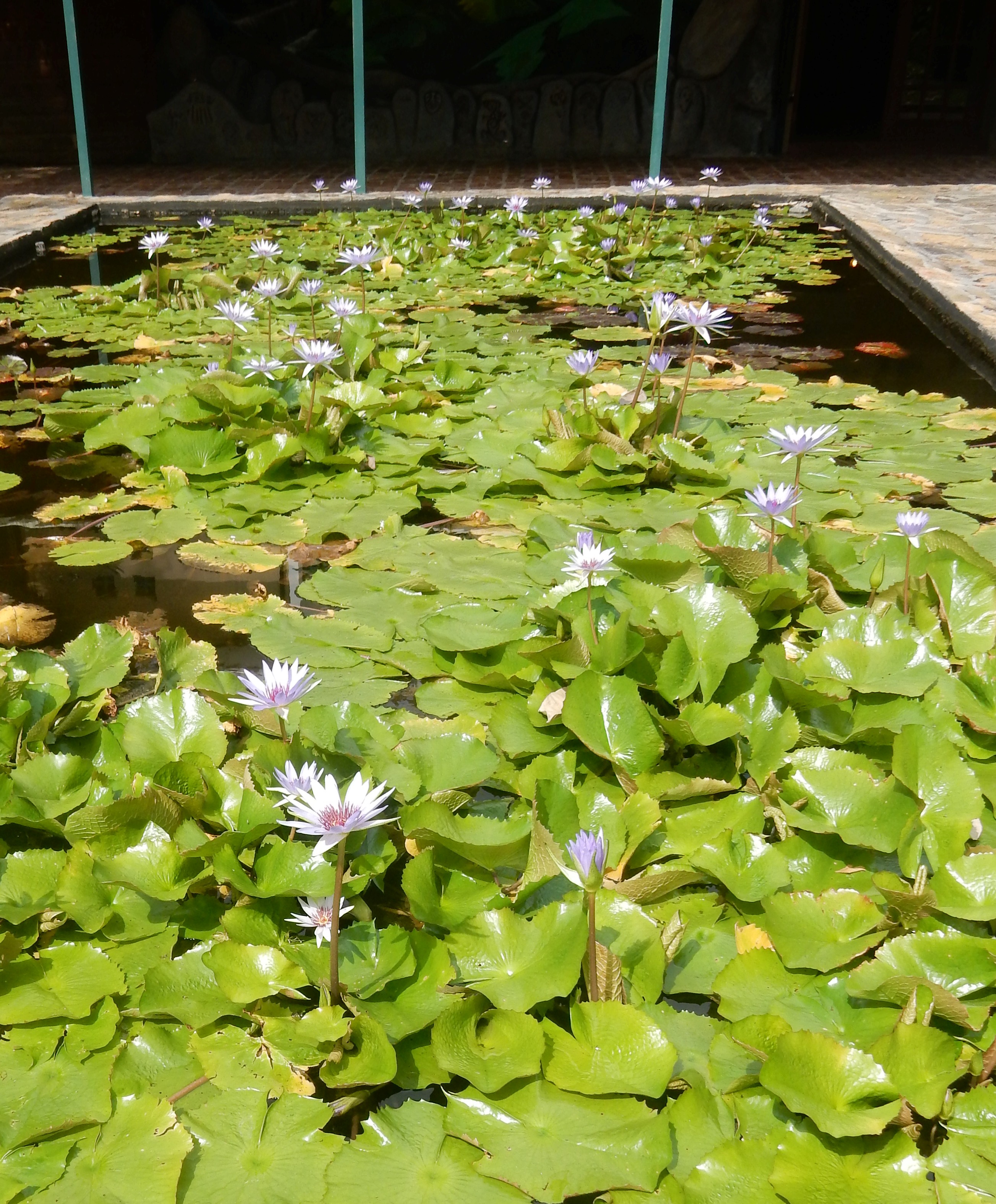 water lilies
