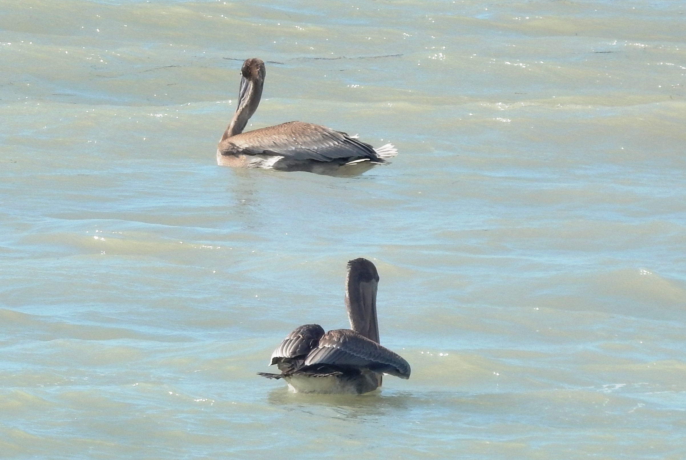 pelican