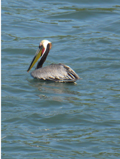 colorful pelican