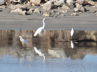 great and snowy egrets