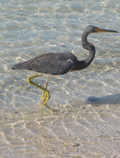 little blue heron