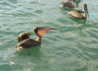 pelican