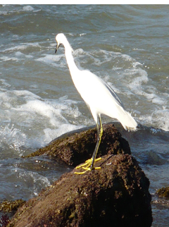 young snowy fishing