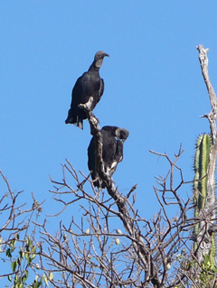 vultures